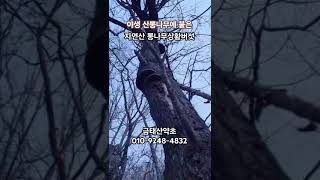 국내산 야생 뽕나무상황버섯 #자연산뽕나무상황버섯 #뽕나무상황버섯 #뽕상황