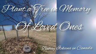 TREE IS PLANTED IN MEMORIES OF LOVED ONES