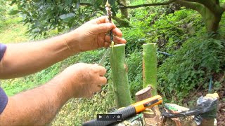 Injerto para cambio de copa. Cultivo de aguacate