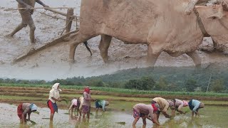 Farming at Dharmaram Thanda 🥰