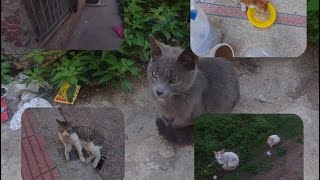 هاد القطيط جديد في الحومة،🐈‍⬛🐈‍⬛إطعام كراميل و المجموعة،،😽😻😼🐈‍⬛😽🐈😻🥰🥰🥰