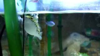 赤虫を食べるミドリフグ(Green spotted pufferfish eats bloodworm)