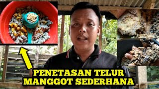 Penetasan Manggot BSF Sederha Mengunakan Baskom PART3 || Manggot Pakan Ayam Alternatif