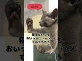 内反足ぼーいず★しゃこたんくらぶ