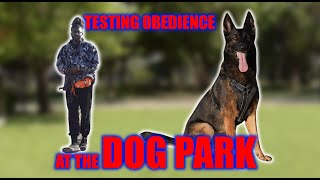 TESTING MY DOG'S OBEDIENCE AT THE DOG PARK