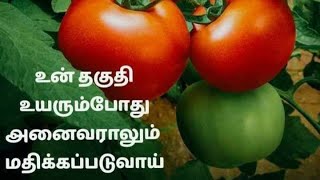 ஆப்பிள் இடத்தை பிடித்த ஆப்பிள் தக்காளி 140 ரூபாய் ஒரு  கிலோ தக்காளி! 😂