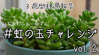 【虹の玉チャレンジvol.2】根付いたのでカットして増やす作業をします