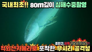 [4K] 방어낚시 수중영상 부시리 국내최초 적외선 촬영성공!!