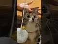 ねずみのおもちゃを討ち取りたい猫