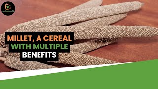 Burkina Faso: Millet, a cereal with multiple benefits