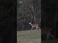 large red deer herd on the move shorts deer nature