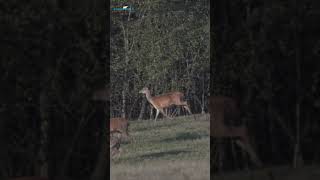 Large Red Deer herd on the move #shorts #deer #nature