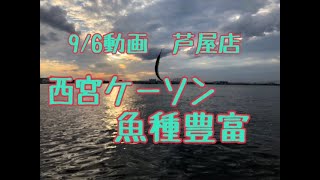 9/6西宮ケーソン魚種豊富　フィッシングマックス芦屋店