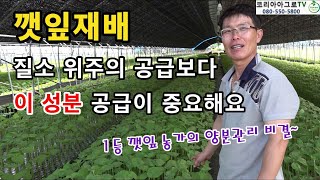 1등 깻잎 농가의 양분관리 비법은?