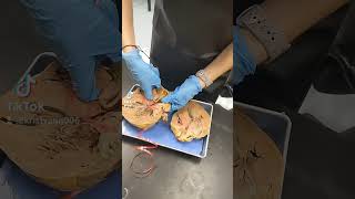 BI heart dissection before Pig autopsy