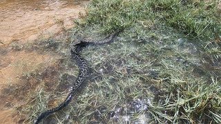 暴雨导致海水爆涨，岸边水草冲出一条大家伙，把来赶海的大叔吓一跳