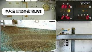 沖永良部家畜市場 のライブ配信(７月セリ市　2日目）