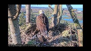 BALD EAGLE snacks on nestovers! YUM! // 2025-01-27 09:07:55