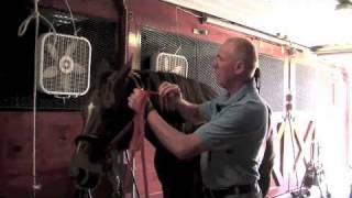 Farrier Quick Takes (Red Renchin): Training Horses — Noavel Headstall