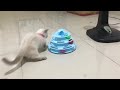 baby cats cute and funny cat videos compilation 65 aww animals