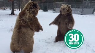 30 Minutes of HILARIOUS & HUGGABLE Bears 😍 😂