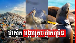 ​ថង់​ផ្លាស្ទិក នាំ​ឱ្យ​ខូច​ទាំង​បរិស្ថាន ទាំង​សុខភាព​ , Plastic bags effects