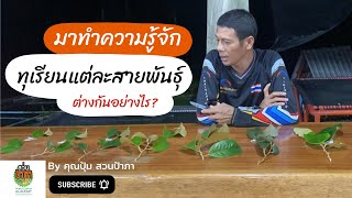 EP.6 ว่าด้วยเรื่อง….ทุเรียนแต่ละสายพันธุ์ ต่างกันอย่างไร? | คุณปุ้ม Suanpapar Durian Academy