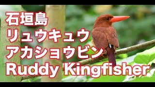 【石垣島のアカショウビン】毎日リュウキュウアカショウビン撮影 Ruddy Kingfisher