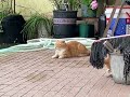 橘猫 猫咪之间的感情 无忧无虑的小猫咪 闪闪发光的田园猫