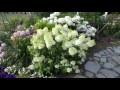 Bobo® Hydrangea