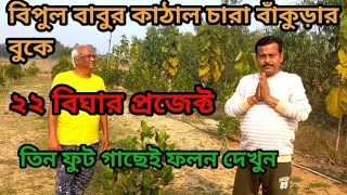 pink kathal | Thai pink kathal chara | বারোমাসি কাঁঠালের চারা | পিংক কাঁঠাল | গাছ প্রেমী