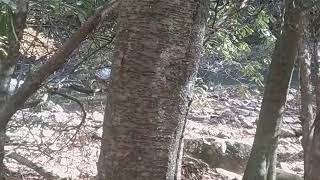 Black Birch bark