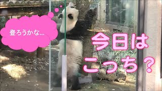 12/18シャンシャン久しぶりに昔の木に登ってみる？giantpanda uenozoo@tokyo