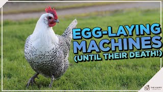 Deathlayer Chicken Breed: Everything You Need to Know