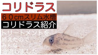 【コリドラス】６０cmスリム水槽にいる　６種のコリドラス紹介