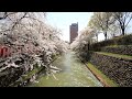 群馬県　前橋城（前橋公園）の桜　その2　日本庭園と堀