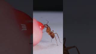 Ant Drinking Red Nectar From Finger