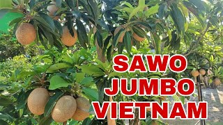 TABULAMPOT Sawo JUMBO Vietnam Berbuah Lebat Dalam POT