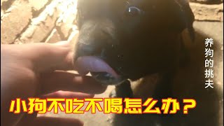 狗狗不吃饭是闹情绪？不是这么简单，看小伙怎么办