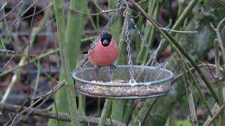 Bullfinch feeding, UK garden birds.