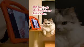 奥さんもついにメカ奥さんなってもうたんかぁ…【おしゃべりする猫】 #Shorts 【猫アテレコ】