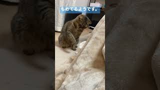 猫のきょうだい喧嘩。#shorts