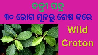 ଦନ୍ତୀ ପତ୍ର। ଦନ୍ତୀ ଗଛର ଔଷଧିୟ ଗୁଣ।Danti plant benefits in Odia, Baliospermum solanifolium,