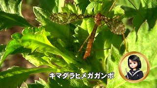 30秒の心象風景28894・野草の葉に～キマダラヒメガガンボ～