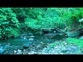 relaxing river sounds wild birds u0026 flowing water sound peaceful sounds stress relief healing