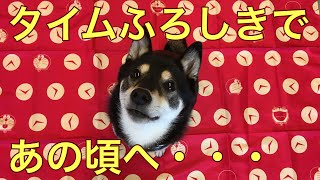 タイムふろしきであの頃に戻った柴犬がかわいかった