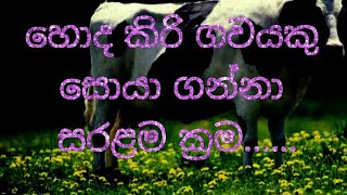 හොද කිරි ගවයකු හදුනා  ගැනිමේ ක්‍රම.(Let's just buy a dairy)