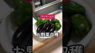 まだ夏野菜が採れました【桜ヶ丘保養園】