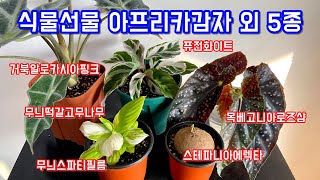 식물언박싱 아프리카감자 외 5종!! 무늬떡갈고무나무, 목베고니아 로즈샴, 퓨전화이트, 무늬 스파티필름, 거북알로카시아 핑크, 스테파니아 에렉타!!