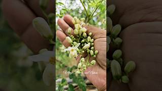 Moringa oleifera white flowers/drumstick tree #moringa #garden #farm #tree #nature #beauty #shorts